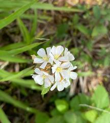 Diplotaxis erucoides