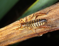 Hemideina crassidens