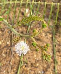 Mimosa quadrivalvis