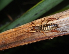 Hemideina crassidens