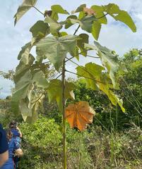 Cecropia peltata