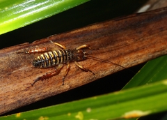 Hemideina crassidens