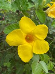 Mandevilla
