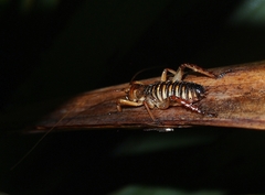 Hemideina crassidens