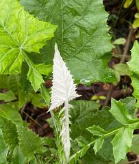 Rubus swinhoei