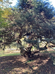 Taxus cuspidata