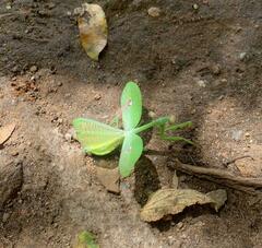 Stagmatoptera septentrionalis