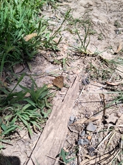 Heteronympha merope