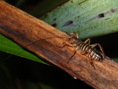 Hemideina crassidens