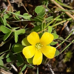 Oxalis radicosa
