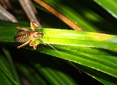 Hemideina crassidens