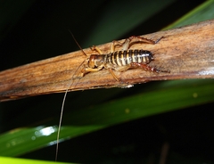 Hemideina crassidens
