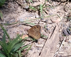 Heteronympha merope