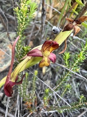 Disa comosa