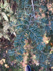 Taxus cuspidata