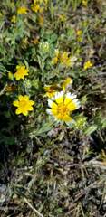 Layia platyglossa
