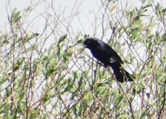 Molothrus bonariensis