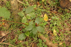 Trichocladus crinitus