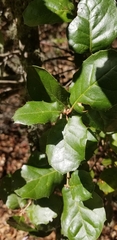 Quercus agrifolia