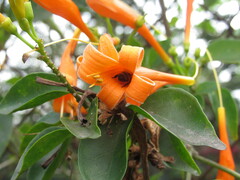 Pyrostegia