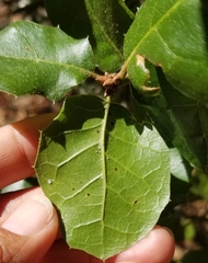 Quercus agrifolia