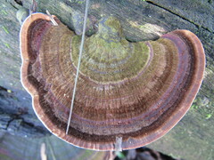 Nigroporus vinosus