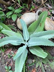Kalanchoe laetivirens