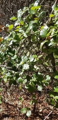Quercus agrifolia