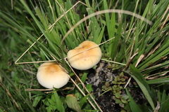 Psilocybe cubensis