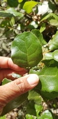 Quercus agrifolia