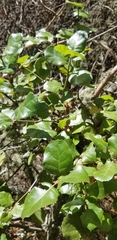 Quercus agrifolia