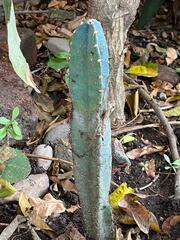 Cactoideae