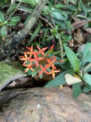 Ixora coccinea