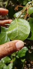 Quercus agrifolia