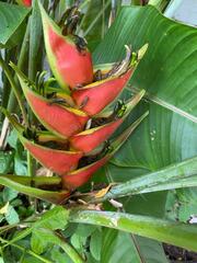 Heliconia