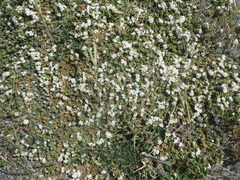 Pimelea prostrata