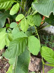 Spathodea campanulata