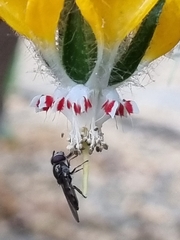 Platycheirus chalconota