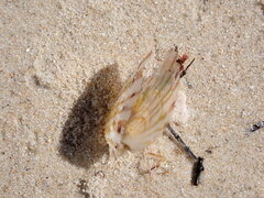 Electroma papilionacea