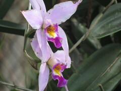 Laelia anceps