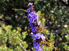 Aristea capitata
