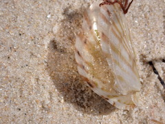 Electroma papilionacea