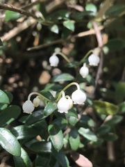 Gaultheria