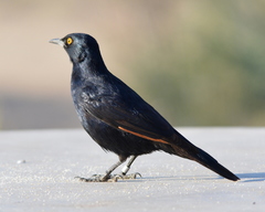 Onychognathus nabouroup