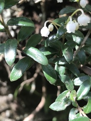 Gaultheria