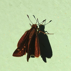Panoquina panoquin