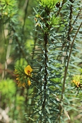 Pultenaea weindorferi