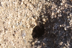 Veromessor pergandei