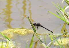 Erythrodiplax nigricans