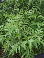 Azadirachta indica